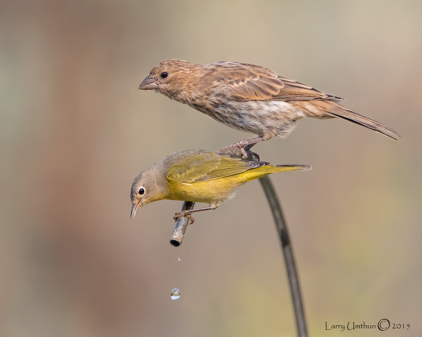 Nashville Warbler & House Finch