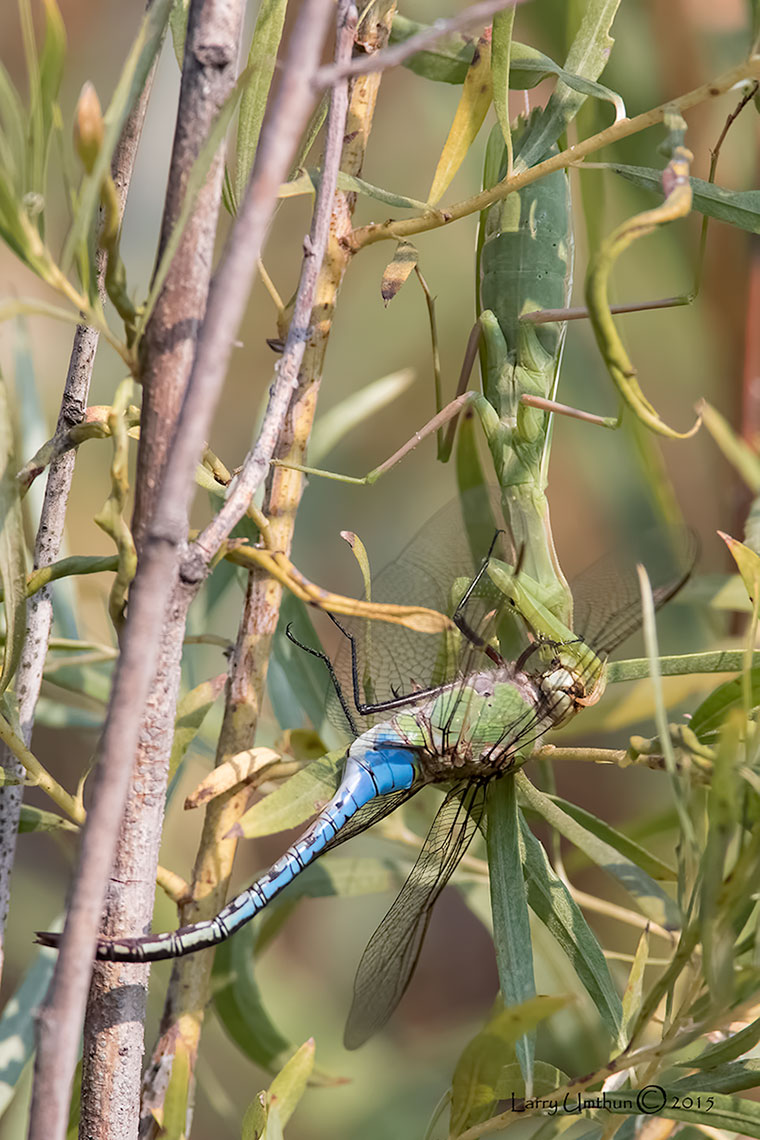 Praying Mantis eating a Dragonfly