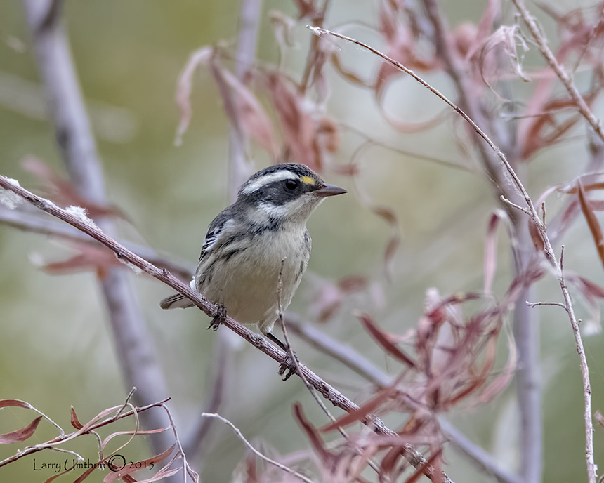 Black-throated Gray