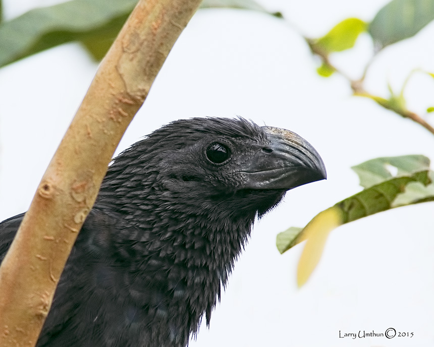 Groove-billed Ani