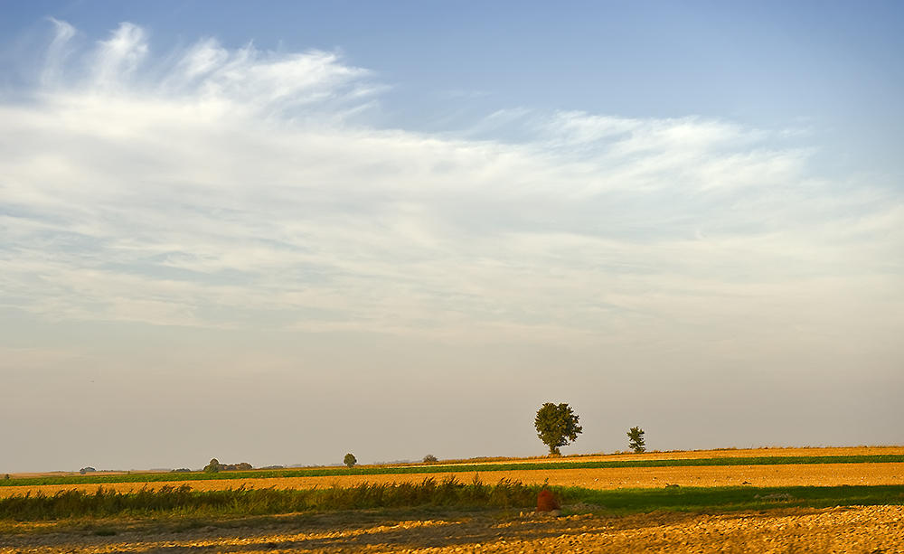 Autumn Fields