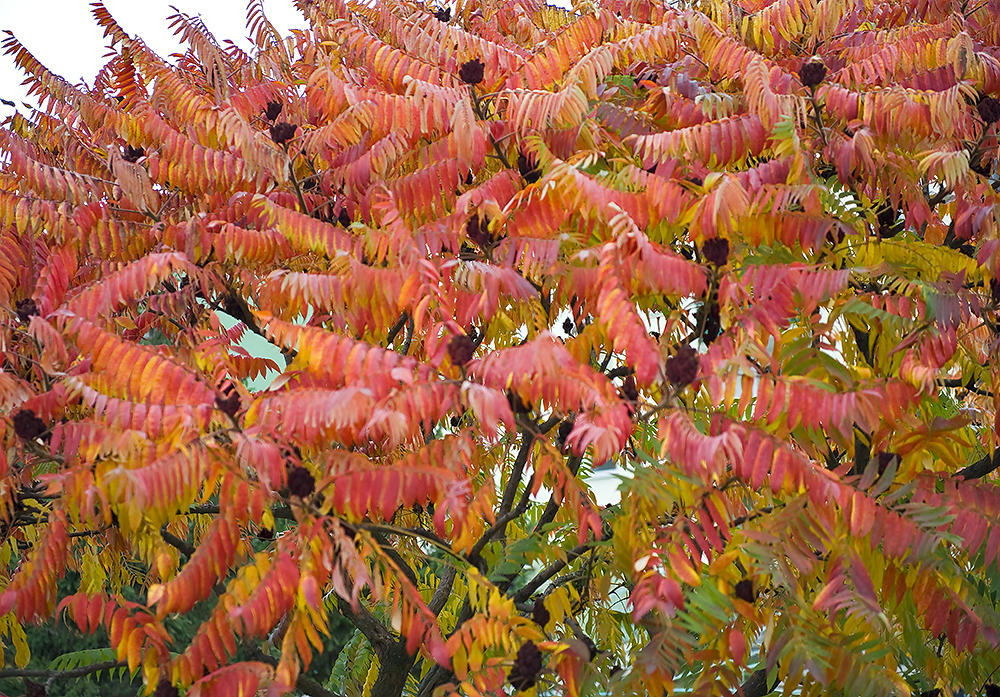 October Flames