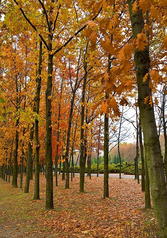 Rows Of Colors