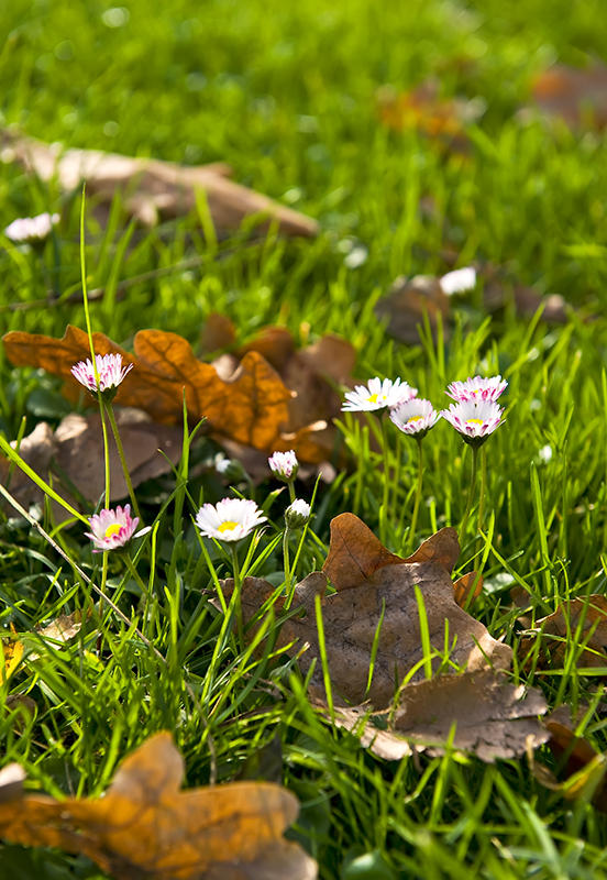 Fall Or Spring?