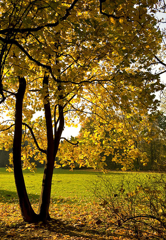 Golden Yellow