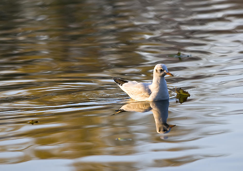 Floating With A Leaf