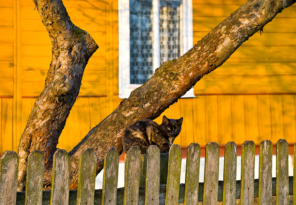 Sitting On A Fence