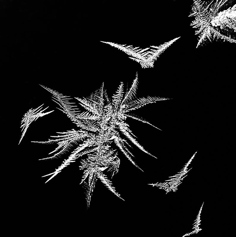 Winter Birds And Flowers