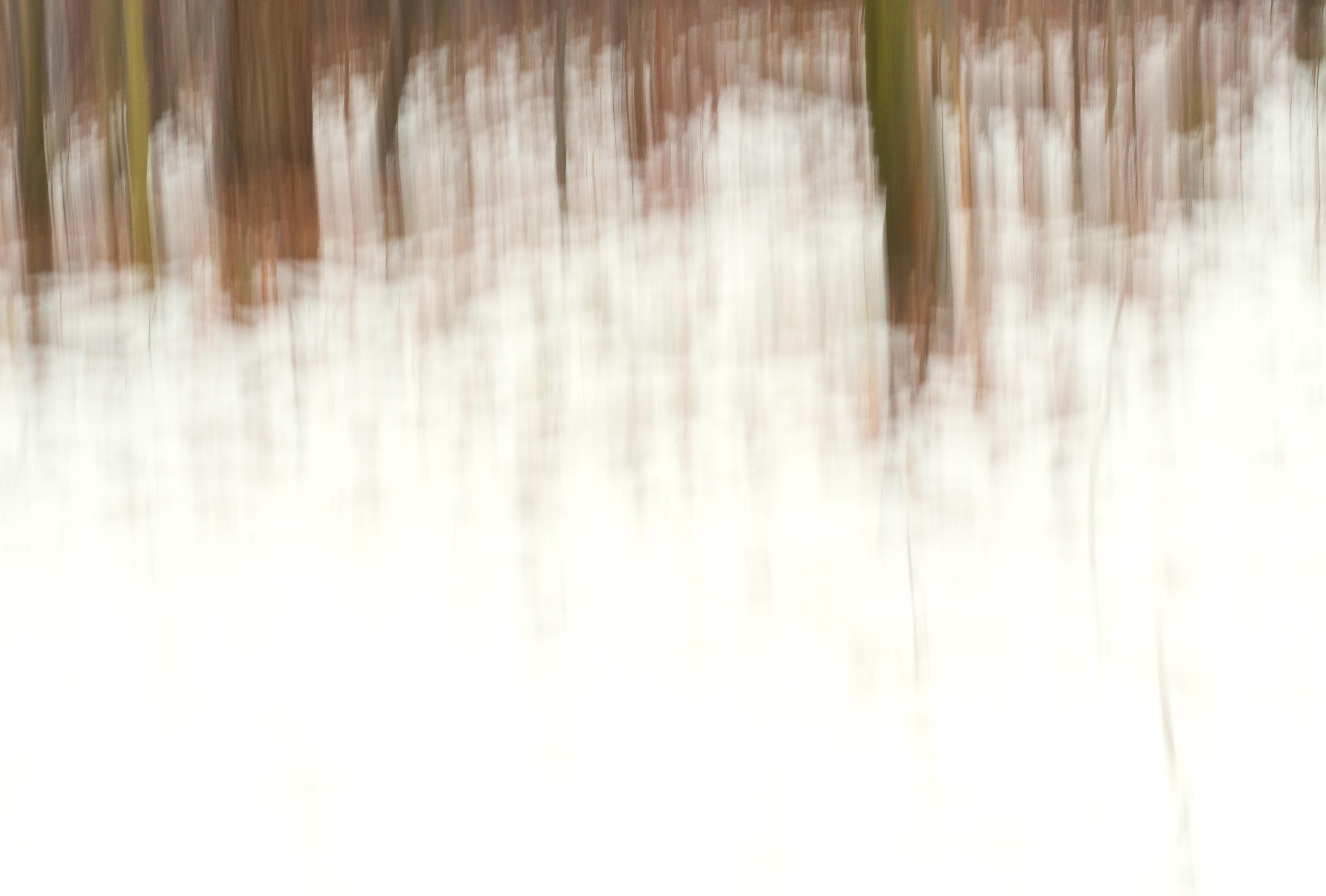 Rising From The Snow