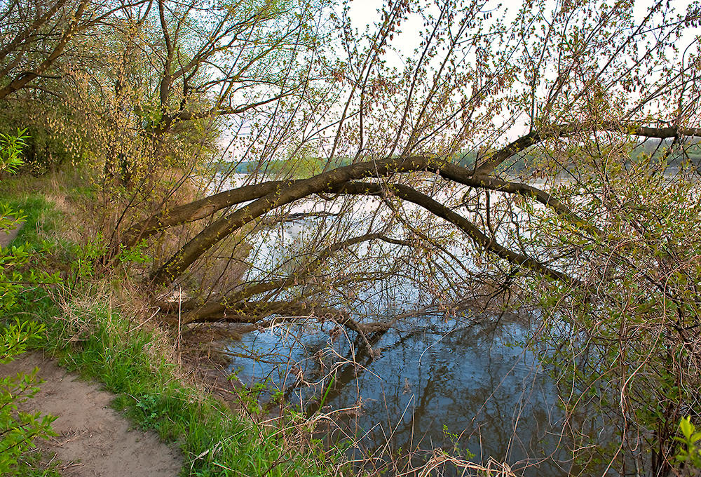 Springtime AT The River