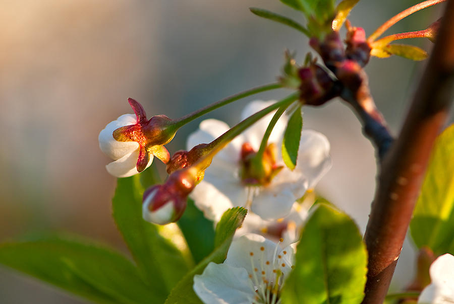 Buds & Blooms