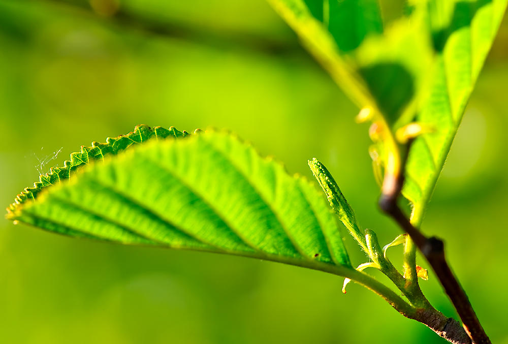Young And Fresh Green