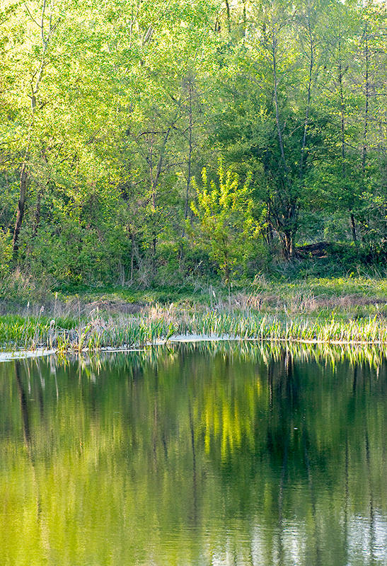 Green Spring