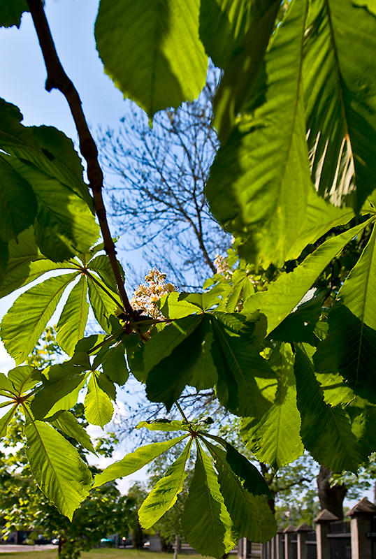 Blue Sky Through The Leaves