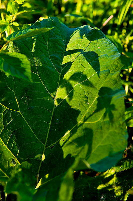 Green Shadows