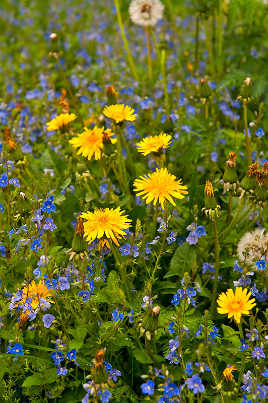 Spring Flowers