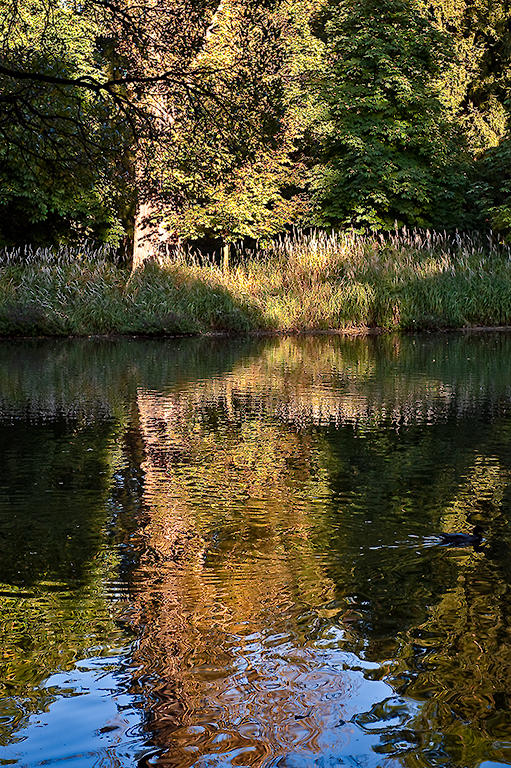 Water And Trees