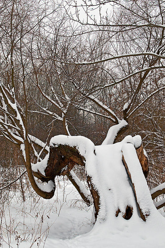 Leaned Under The Snow