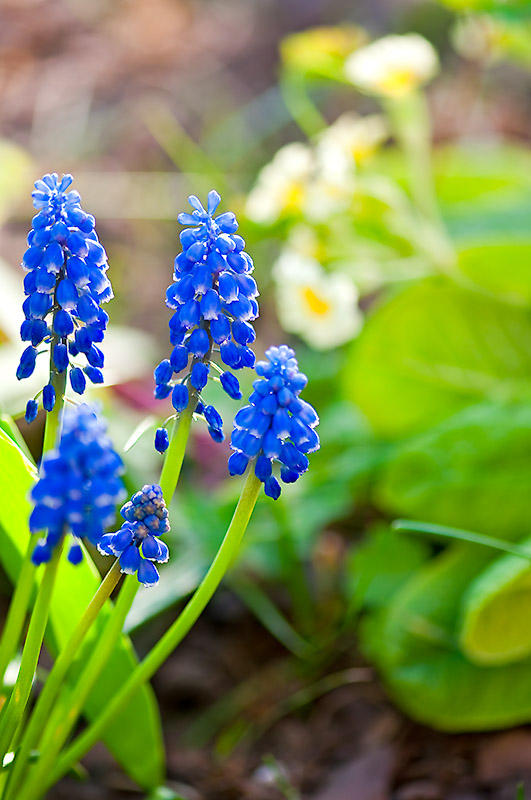 Spring Flowers