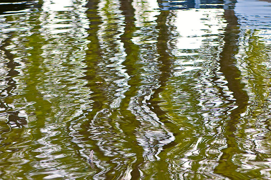 Green Reflections