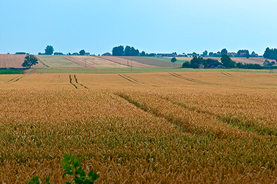 Summer Fields