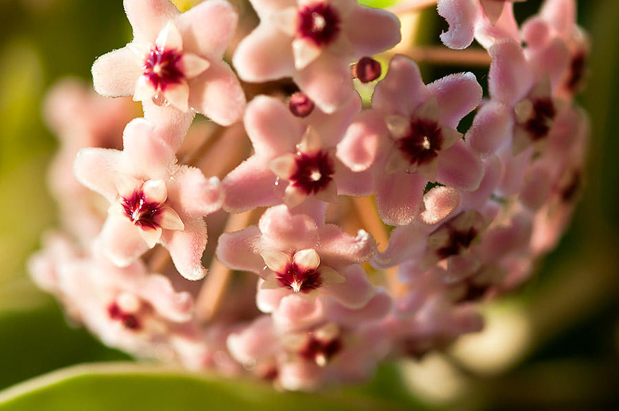 My Hoya Blooming