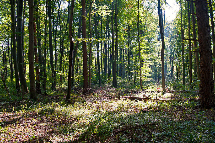 Yavorivskyi National Park