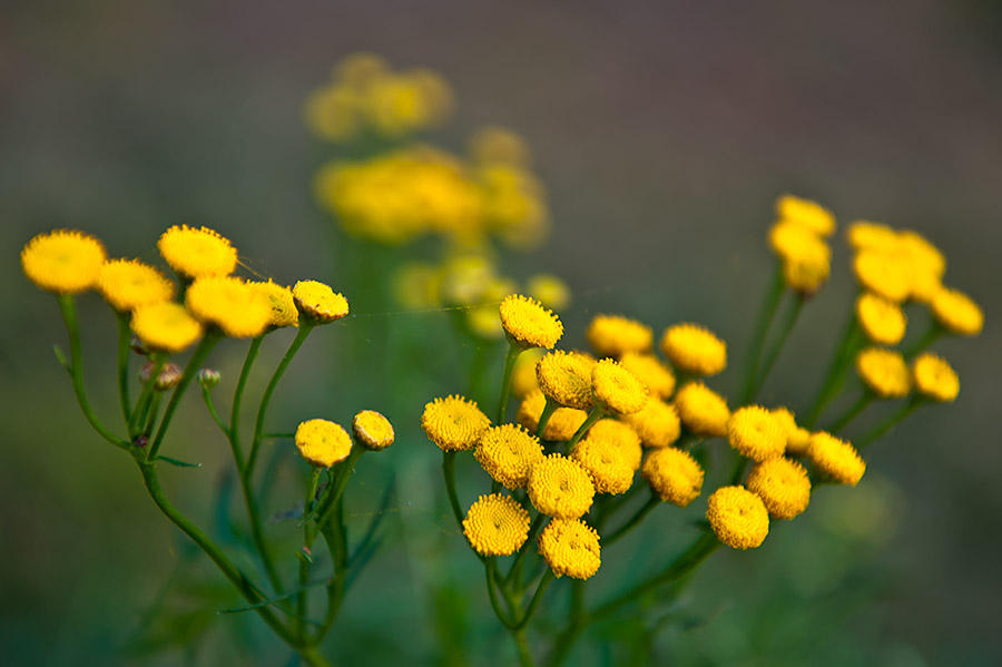 Yellow Beginning Of October