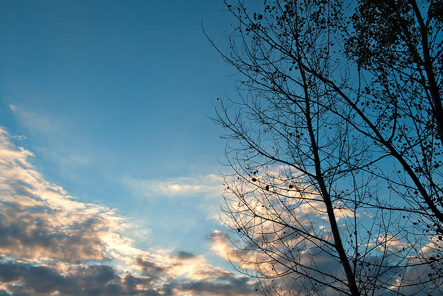 Leafless
