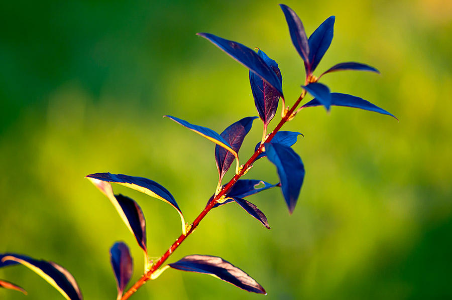 Blue Leaves