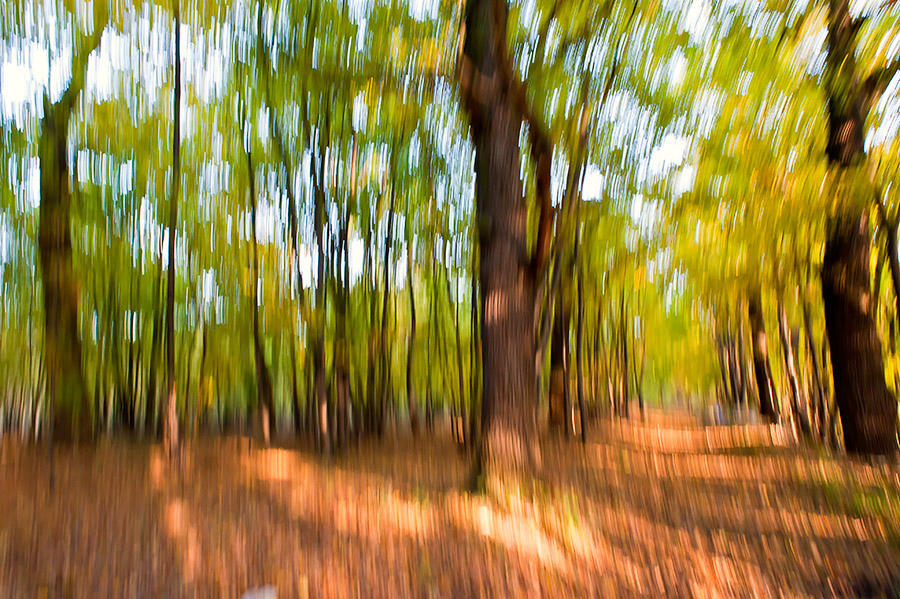 Autumn In The Woods