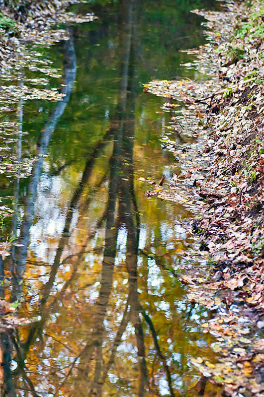 Autumnal Reflections