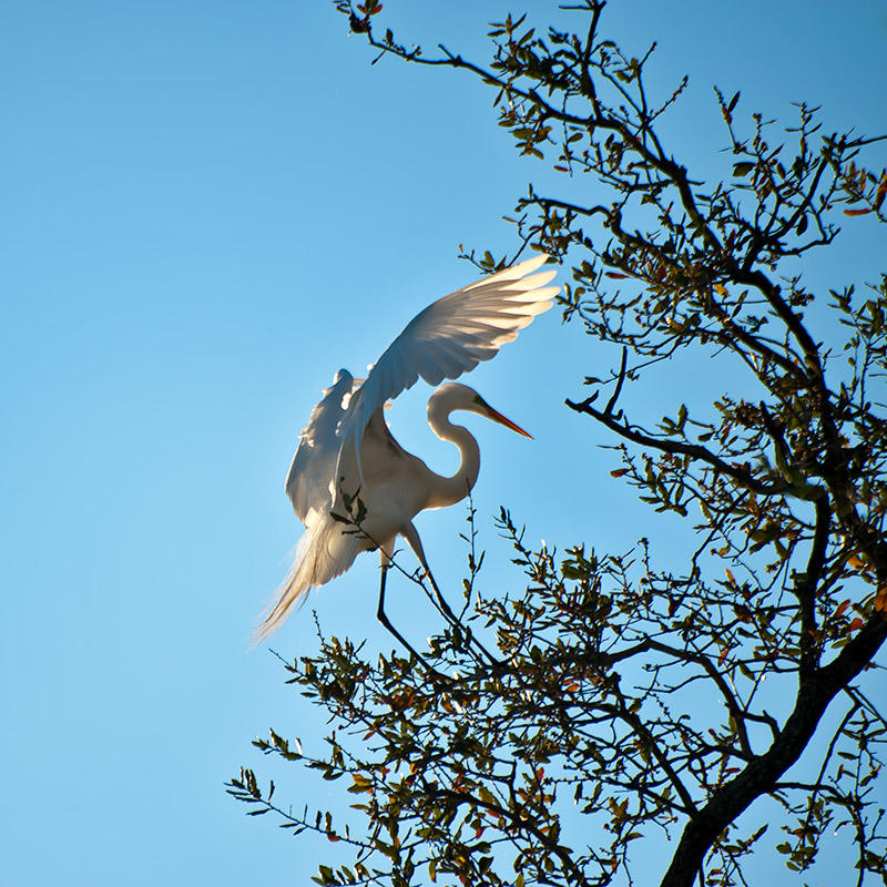 Great White Egret