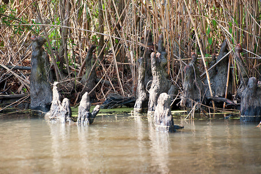 Swamp Cypress Knees