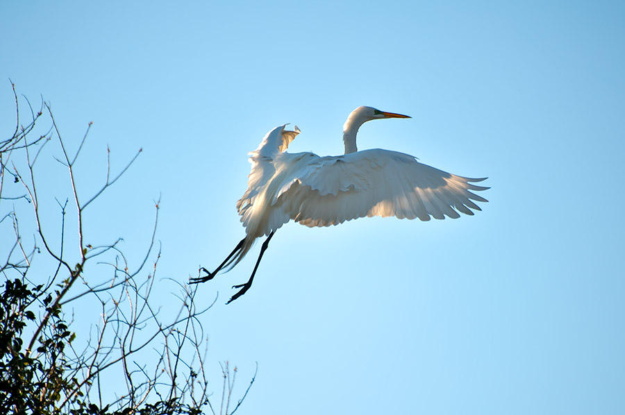 Flight To Blue Sky