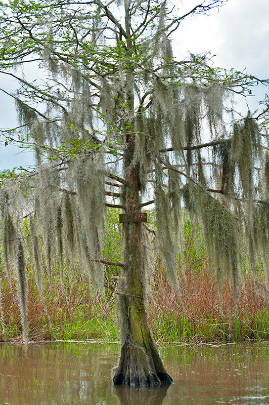 Veils Of Spanish Moss