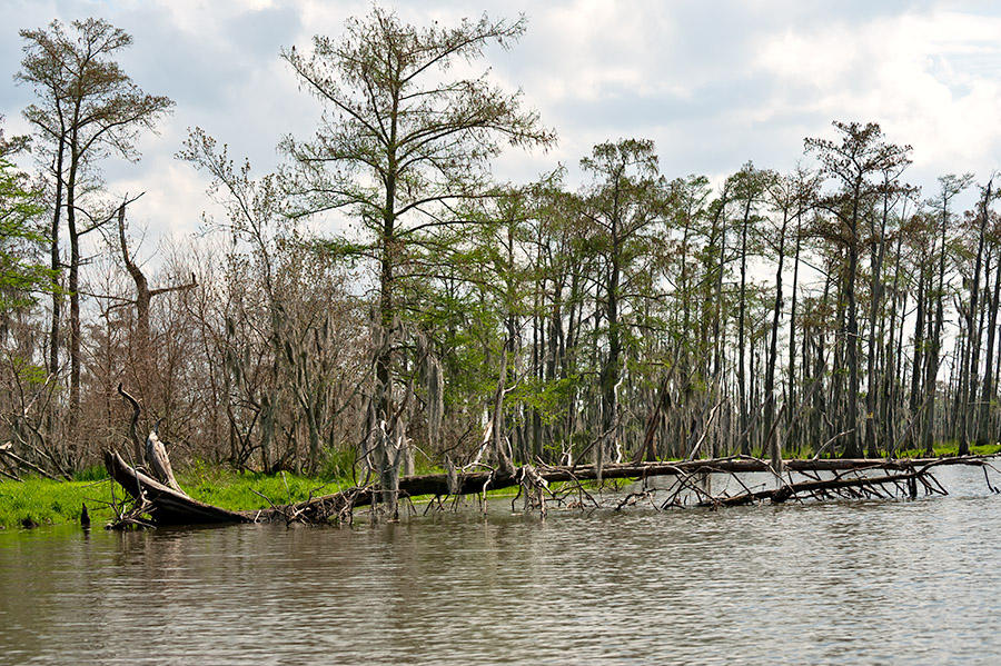 Fallen Tree