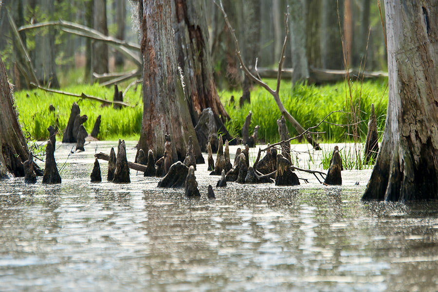 The Bayou Wetlands