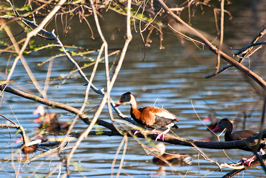 The Black-bellied Whistling-ducks