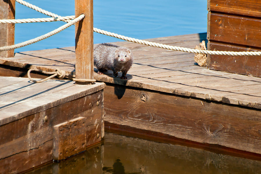 American Mink In Poland