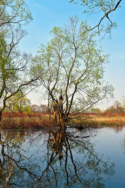 Biebrza River Backwater