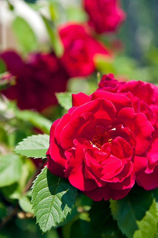 The Purple Rose Of Cairo