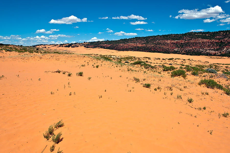 Coral Pink Sand Dunes