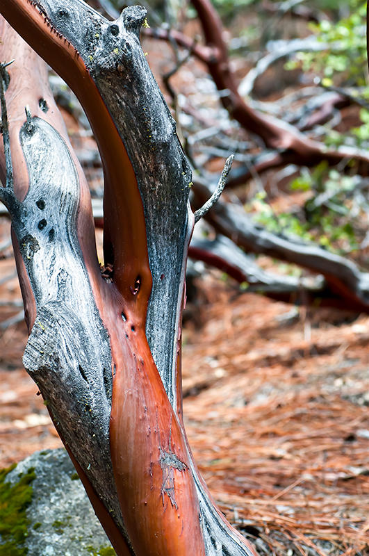 Manzanita Tree