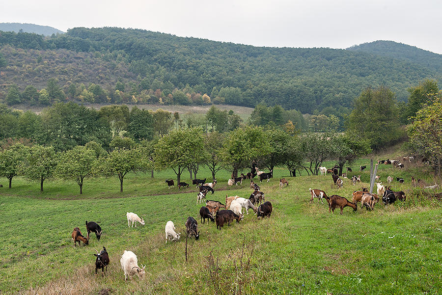 Landscape With Goats