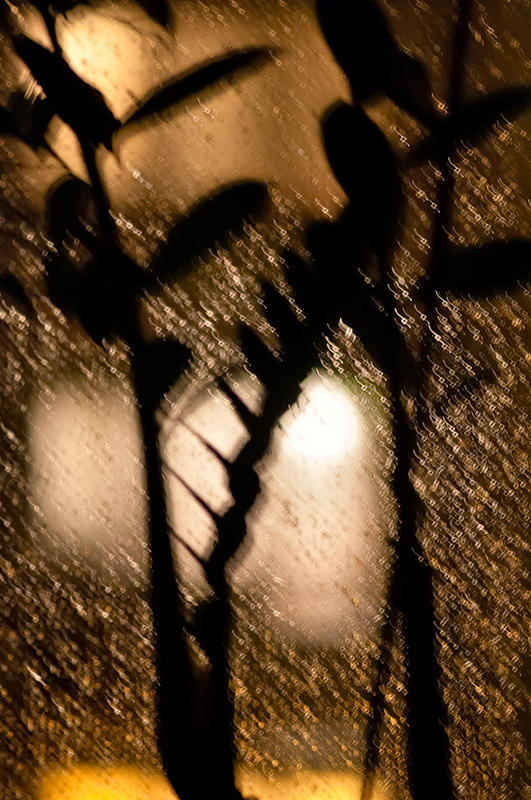 Rainy Window