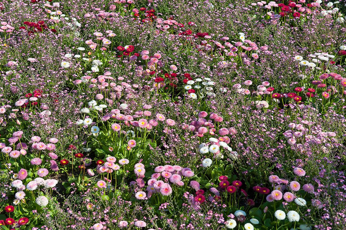 Multicoloured Daisies