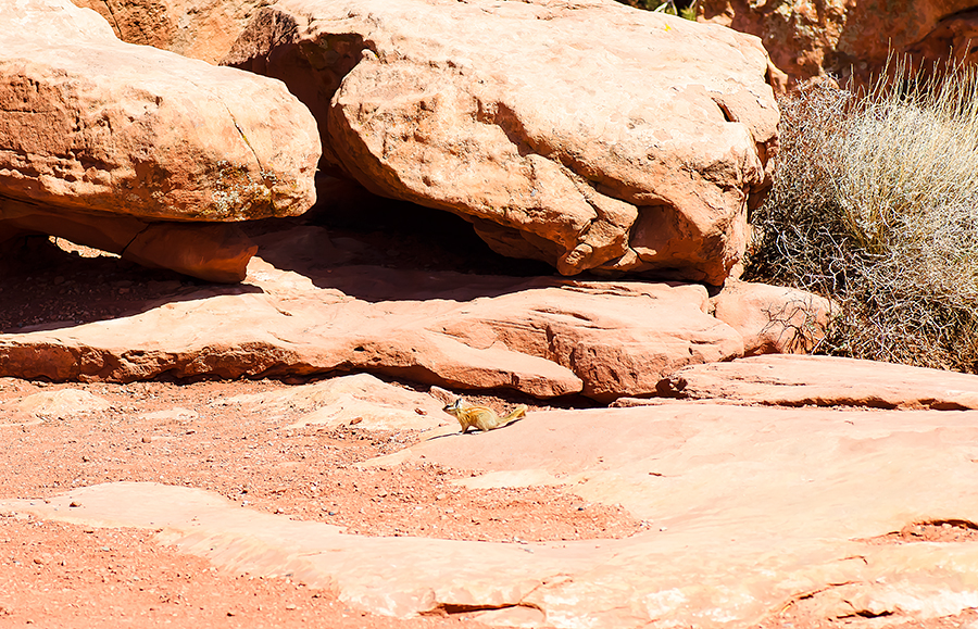 Colorado Chipmunk