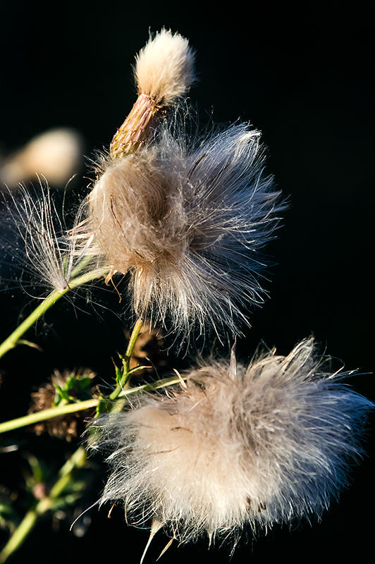 Delicate Beauties