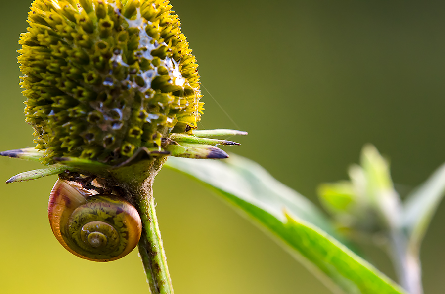 Nap Under The Flower